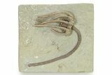 Fossil Crinoid (Agaricocrinus) - Crawfordsville, Indiana #325648-1